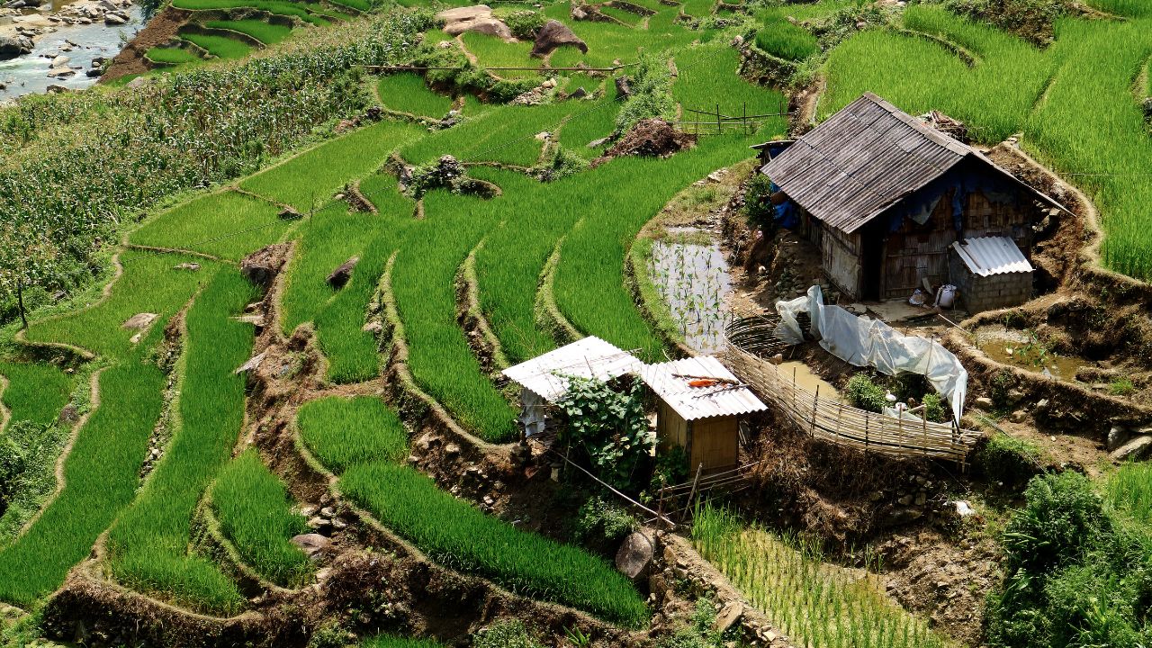 Terraced rice paddies with a traditional wooden farmhouse and shelter in mountainous terrain.