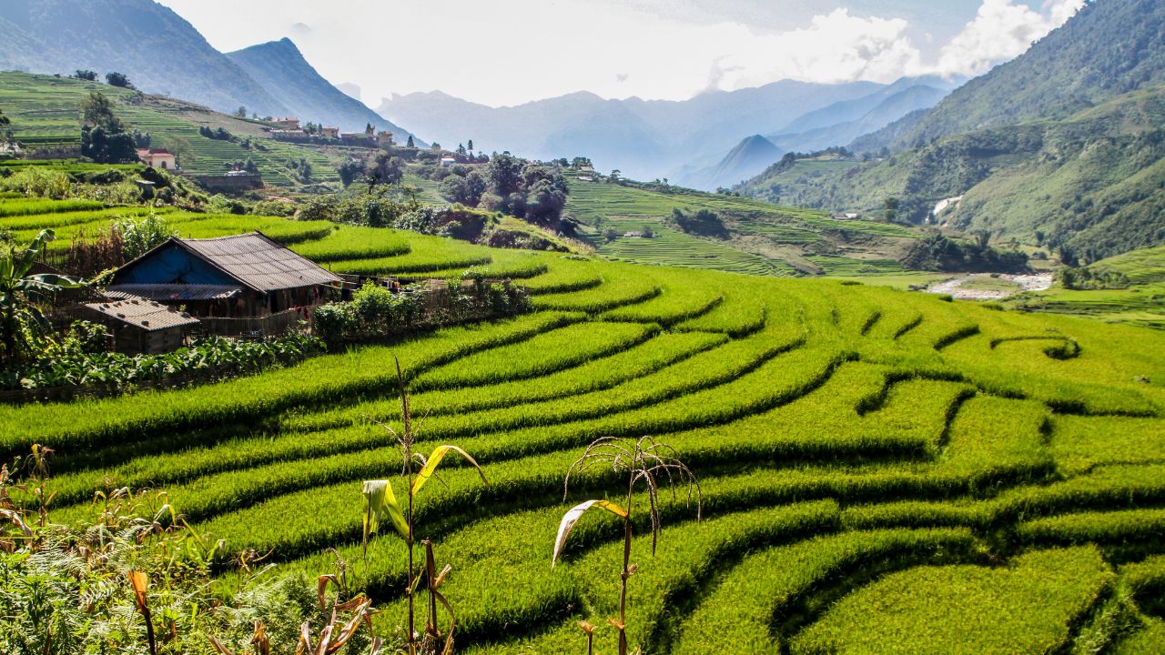 Verdant terraced rice fields with a wooden shelter nestled in a lush mountain valley surrounded by peaks.