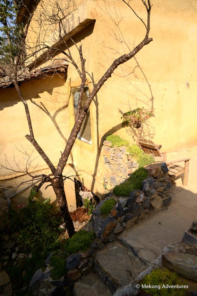 Bare tree against a sunlit earthen wall in Then Pa, Ha Giang