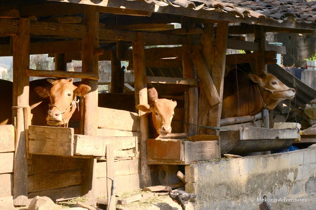Cows in a wooden stable in Then Pa village, Ha Giang
