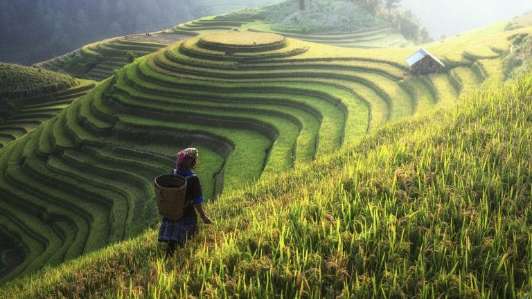 A traveler walking through lush green rice terraces with a woven basket on their back in northern Vietnam.